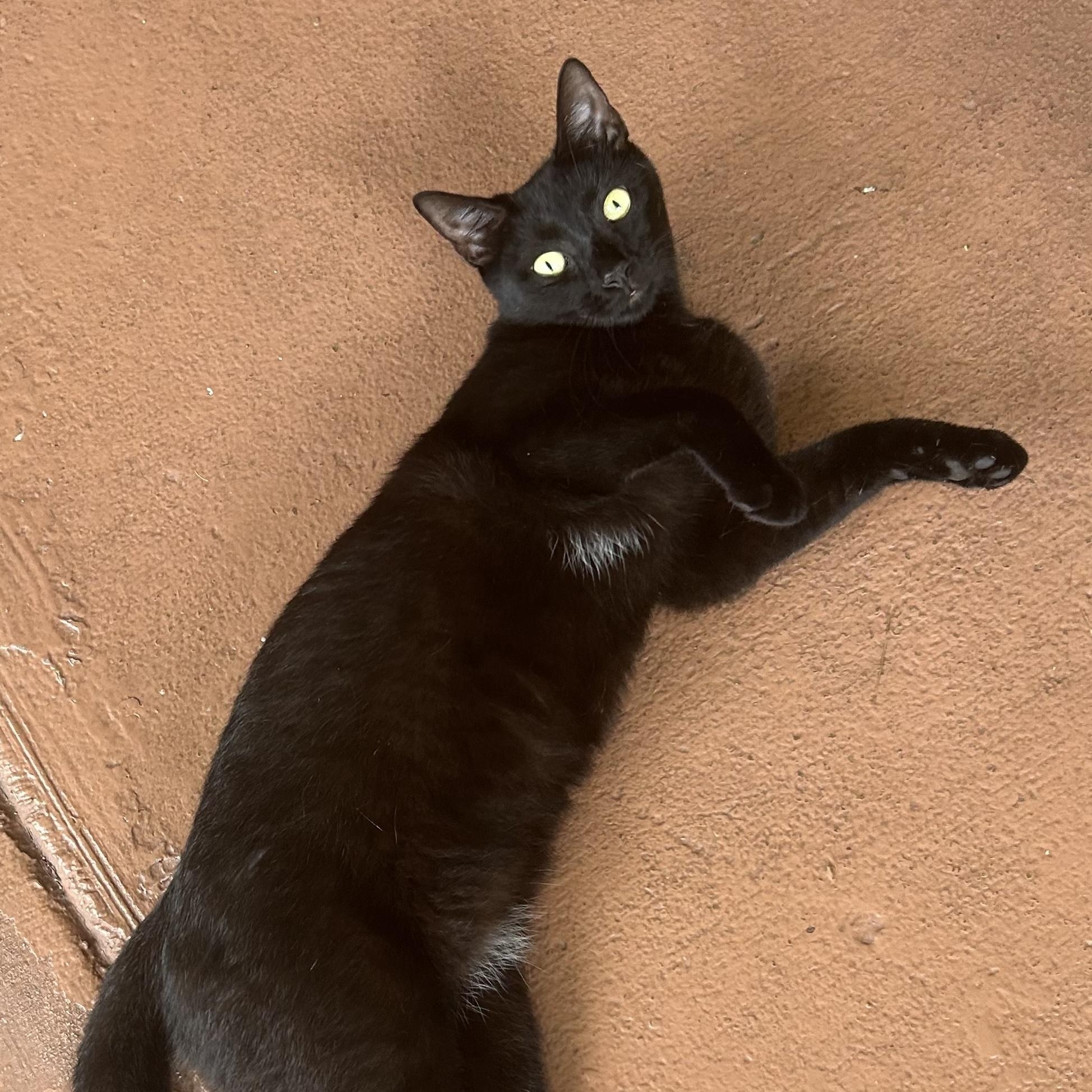 Enlarge Oreo, a Adoptable Domestic Short Hair in Hopkinton, MA image 5/6