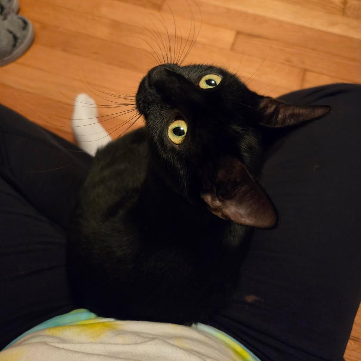 Enlarge Oreo, a Adoptable Domestic Short Hair in Hopkinton, MA image 3/6