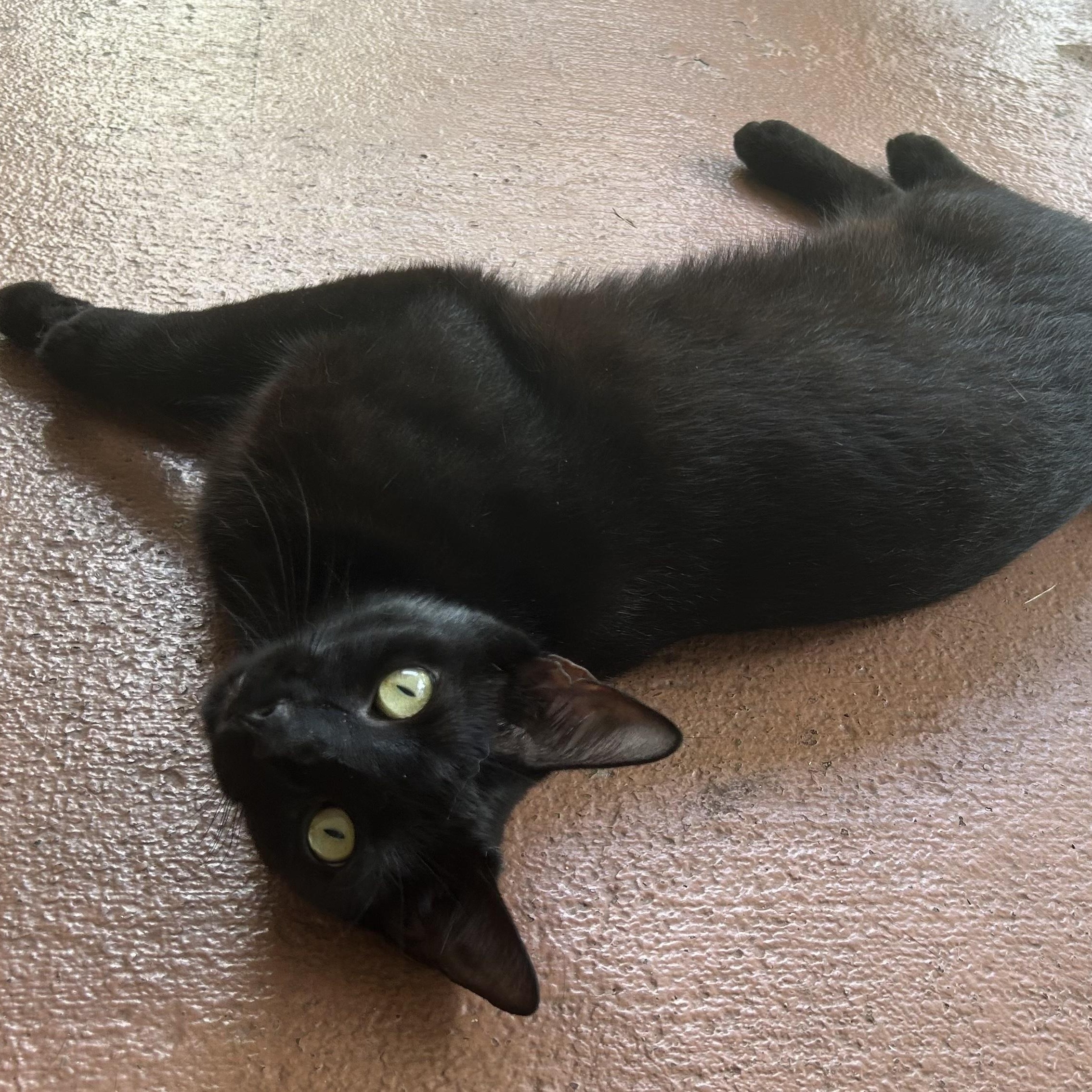 Enlarge Oreo, a Adoptable Domestic Short Hair in Hopkinton, MA image 6/6