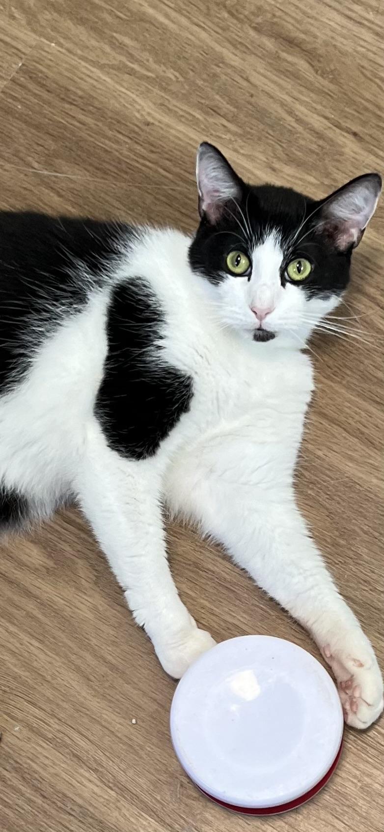 Boca, Adoptable, Adult Male Domestic Short Hair.