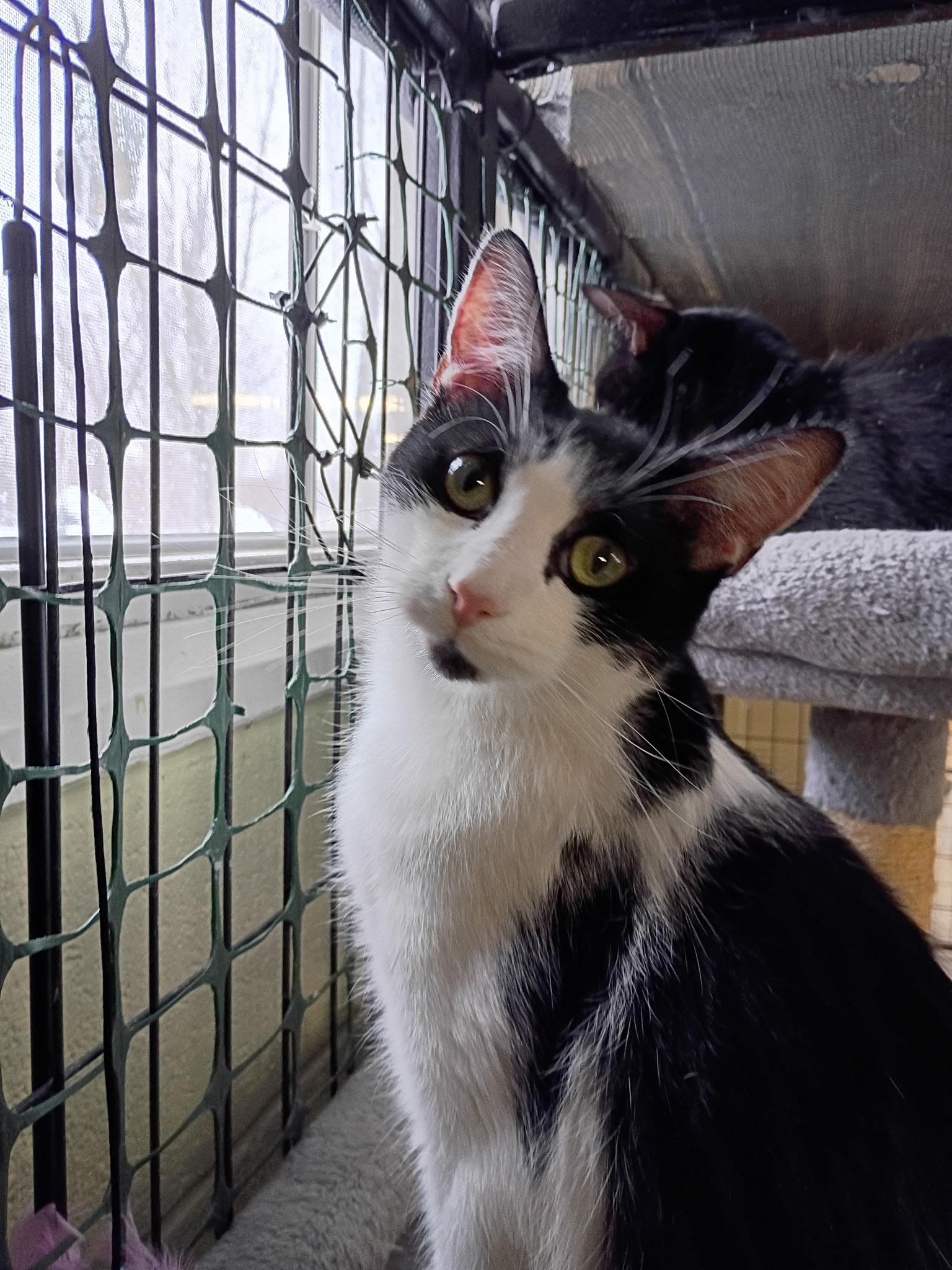 Enlarge Boca, a Adoptable Domestic Short Hair in Holland, MI image 2/3