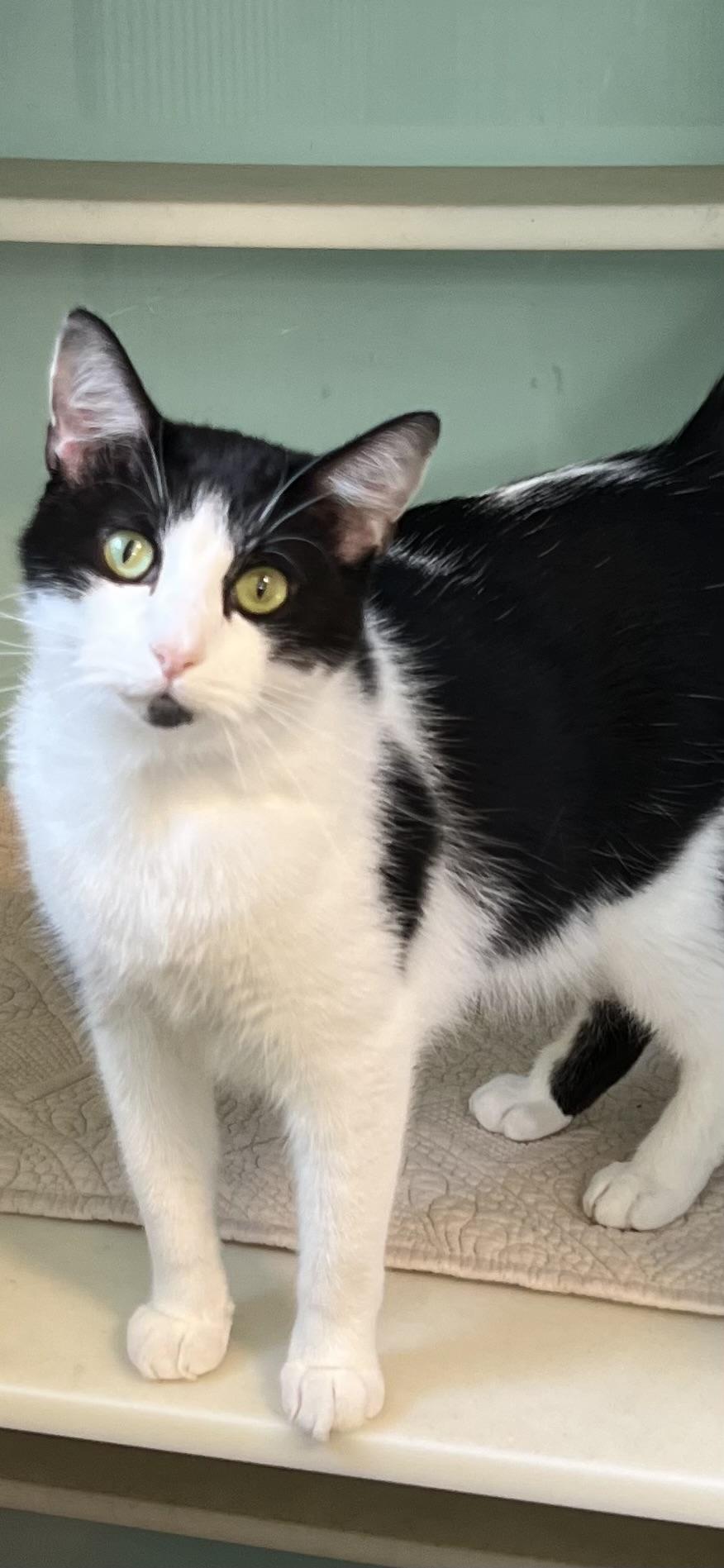 Boca, a Adoptable Domestic Short Hair in Holland, MI image 2/2