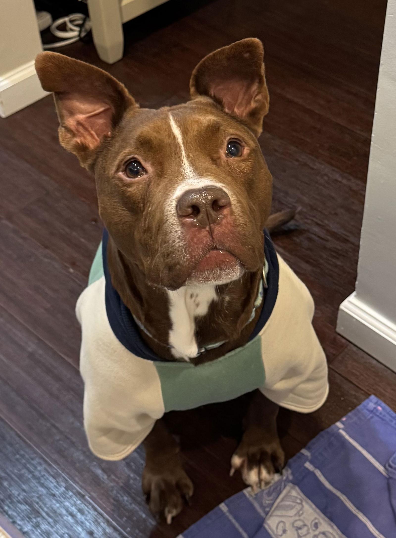 Enlarge Trey, a Adoptable Pit Bull Terrier in Spring Lake, NJ image 1/3