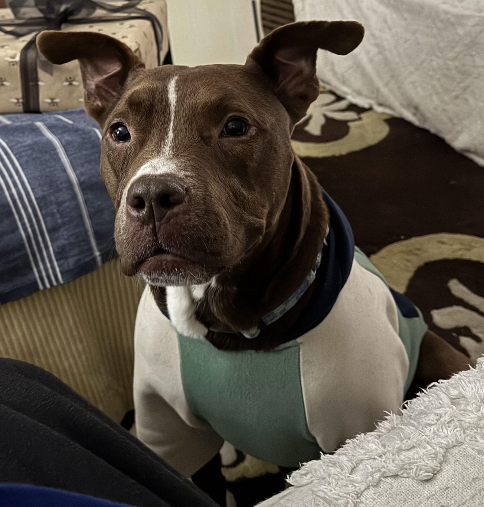 Enlarge Trey, a Adoptable Pit Bull Terrier in Spring Lake, NJ image 2/3