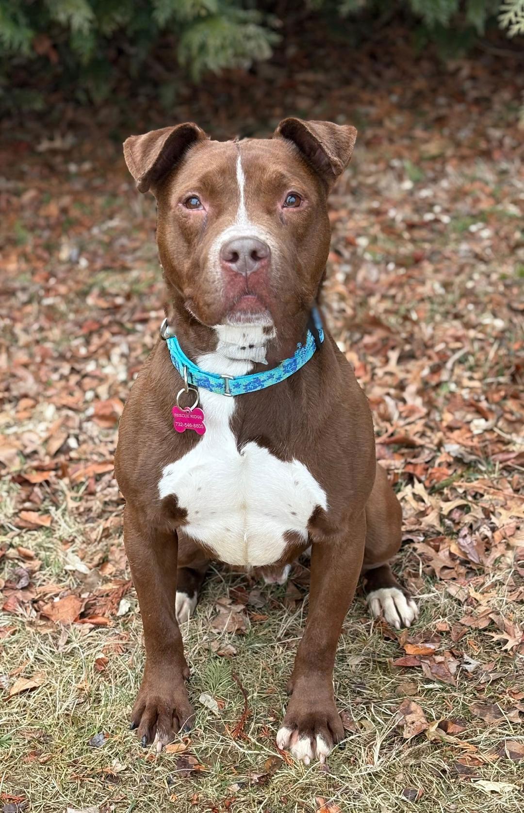 Enlarge Trey, a Adoptable Pit Bull Terrier in Spring Lake, NJ image 3/3