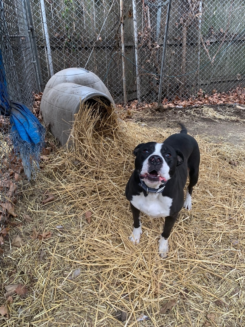 Gregg, a Adopted mixed breed in Riverview, MI image 1/4