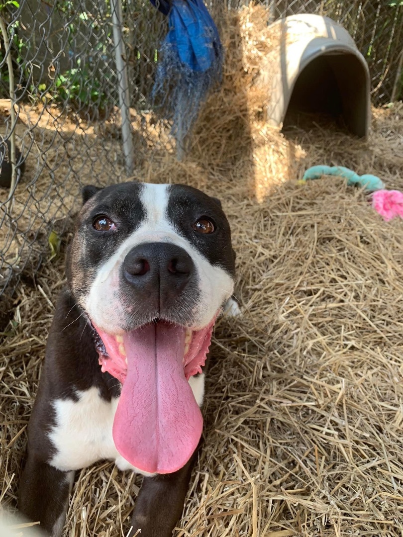 Gregg, a Adopted mixed breed in Riverview, MI image 2/4