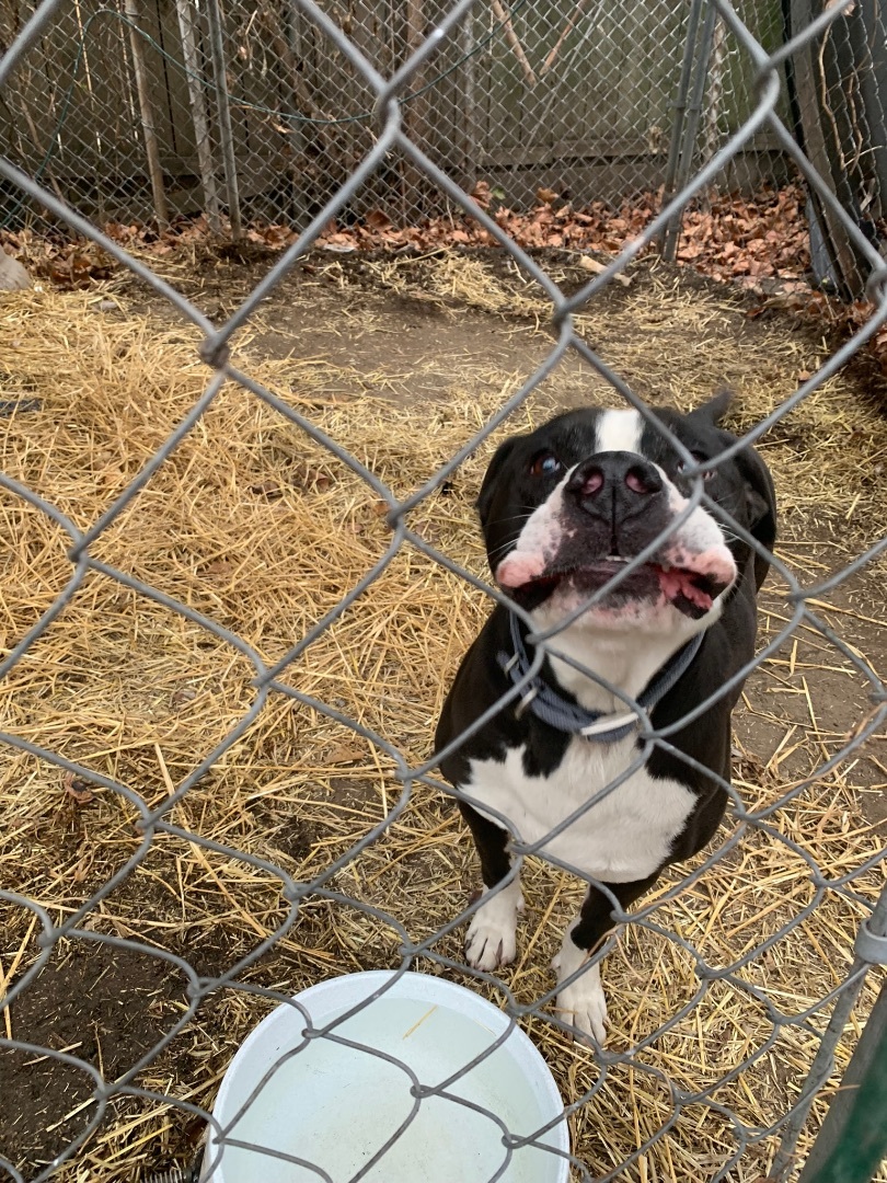 Gregg, a Adopted mixed breed in Riverview, MI image 4/4
