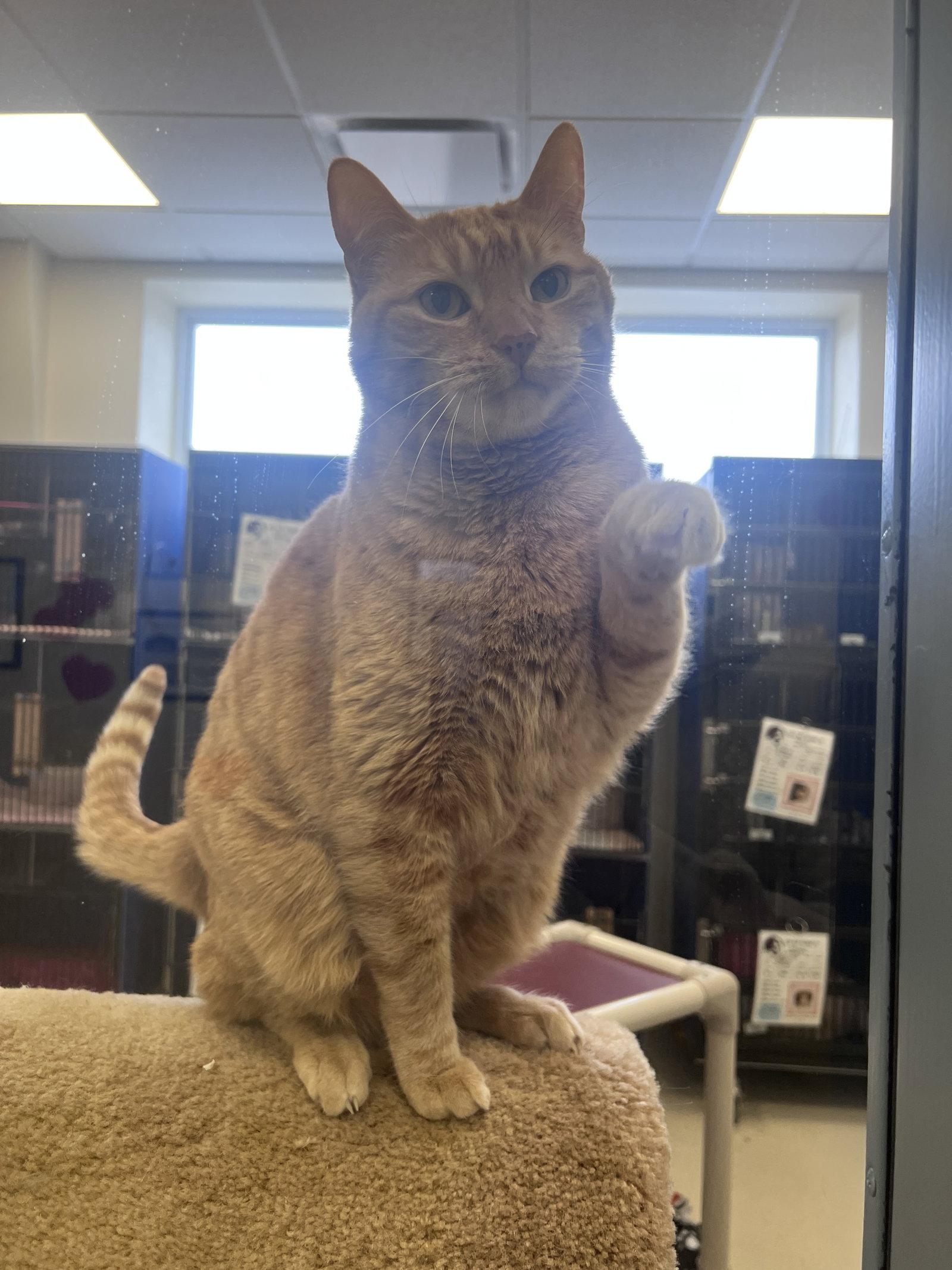 Steve, Adoptable, Senior Male Domestic Short Hair.