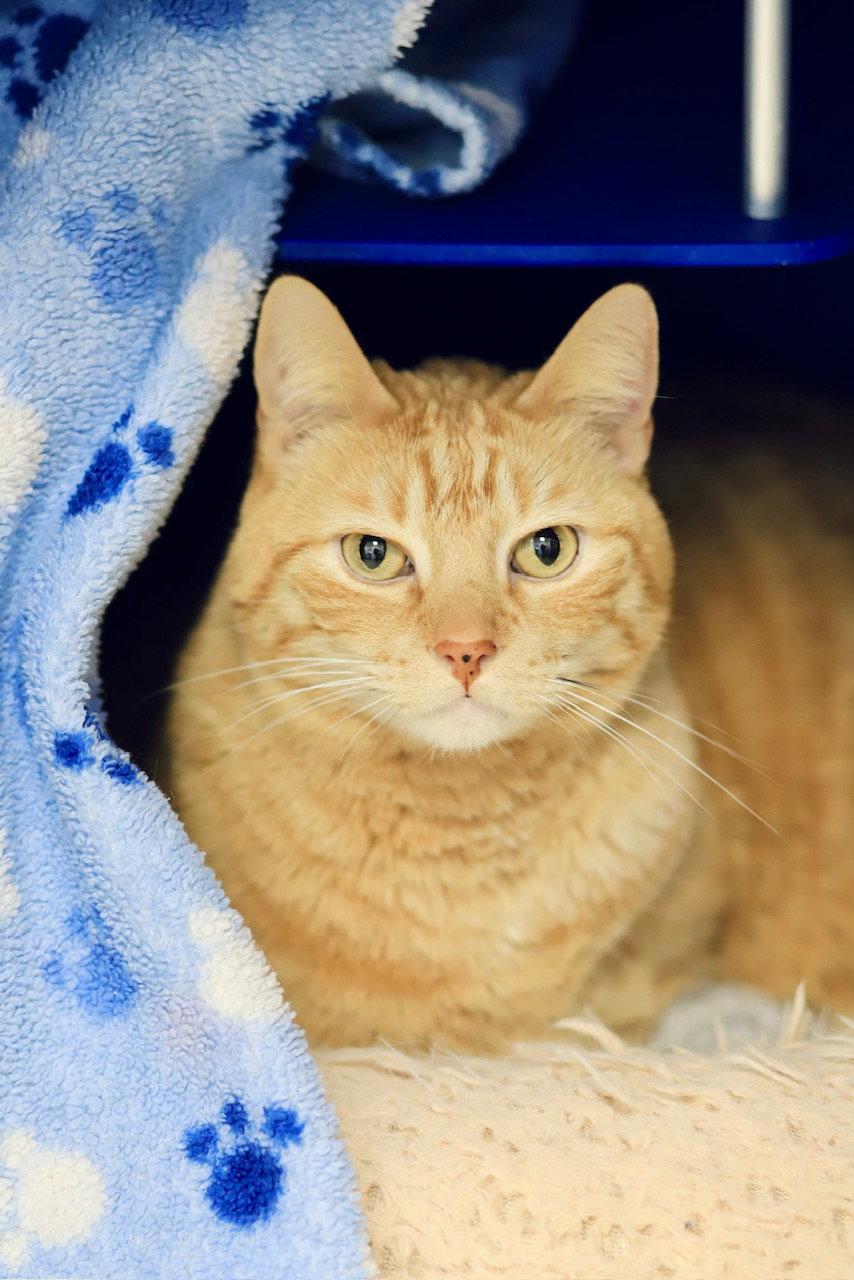 Enlarge Steve, a Adoptable Domestic Short Hair in Webster, WI image 2/3