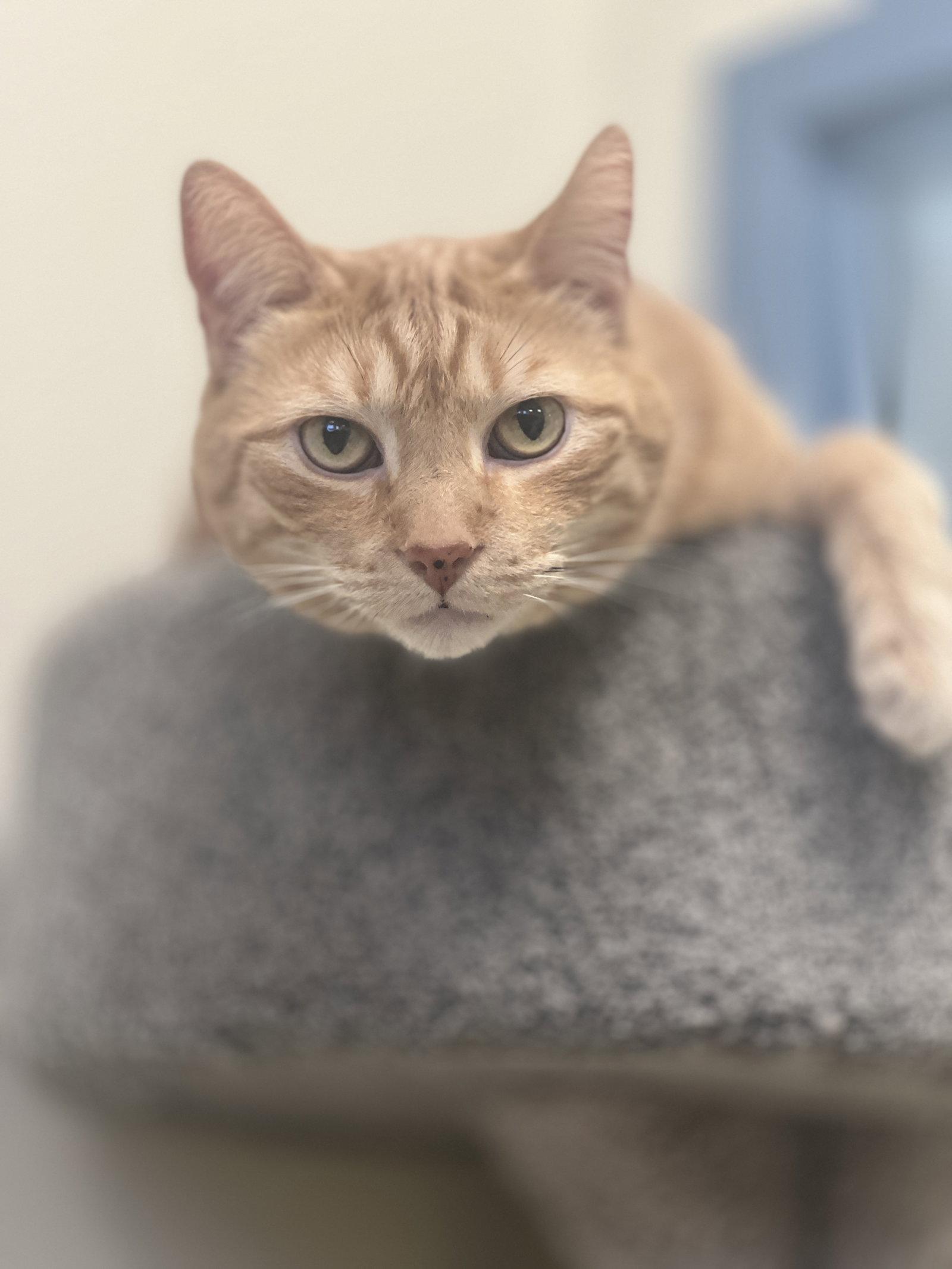 Enlarge Steve, a Adoptable Domestic Short Hair in Webster, WI image 3/3