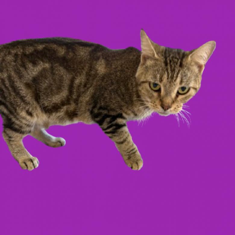 Enlarge Apple, a Adoptable Domestic Short Hair in Tuscaloosa, AL image 1/2