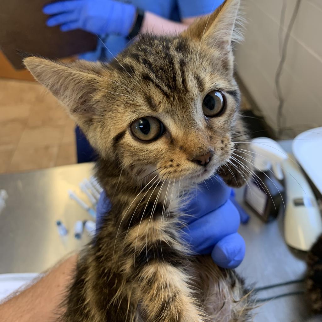 Enlarge Apple, a Adoptable Domestic Short Hair in Tuscaloosa, AL image 2/2