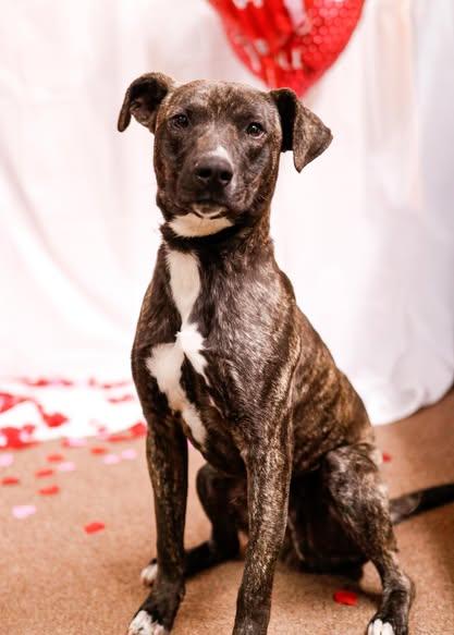 Enlarge Rex, a Adoptable mixed breed in Tahlequah, OK image 1/4