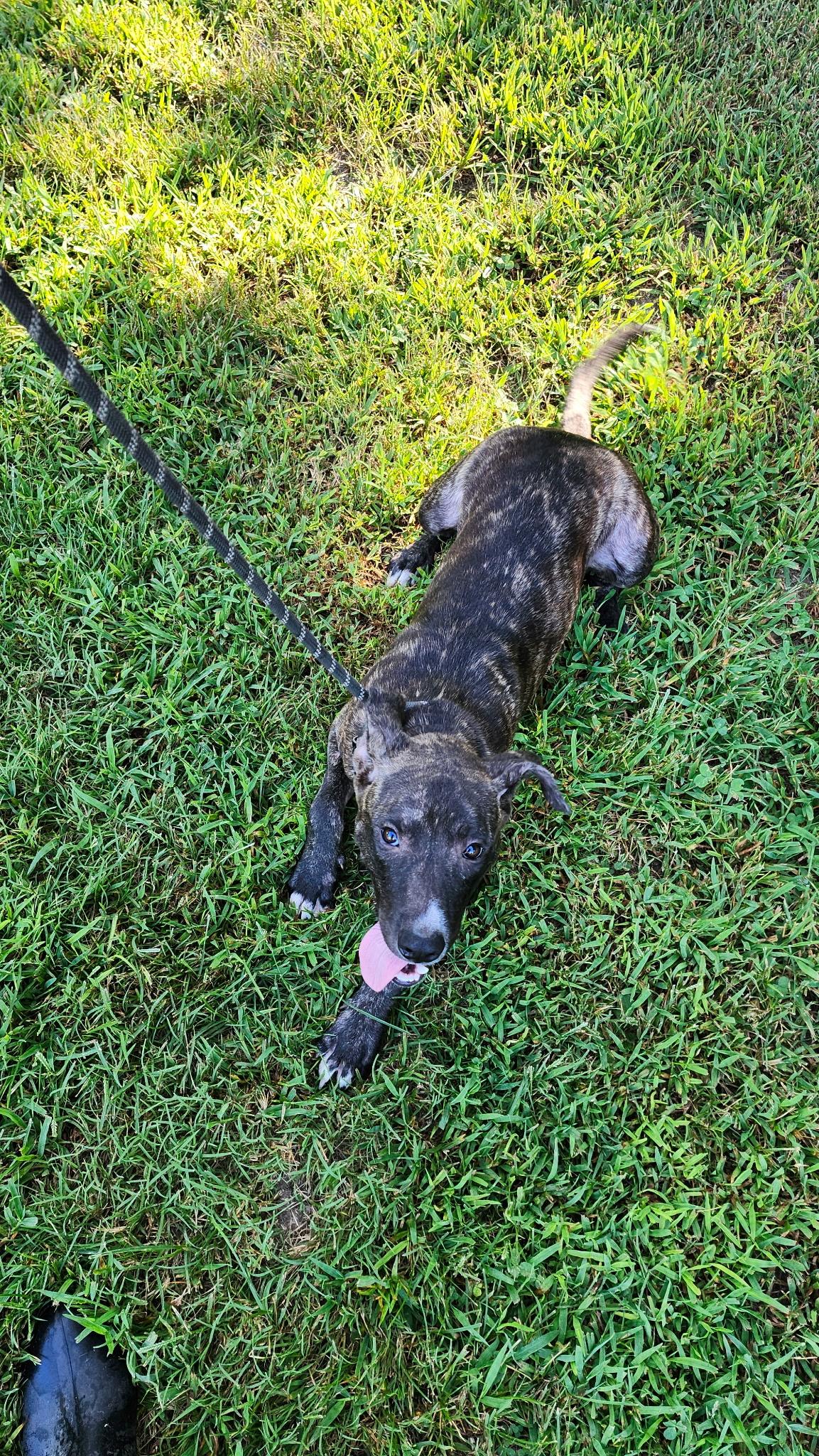 Rex, a Adoptable mixed breed in Tahlequah, OK image 1/3