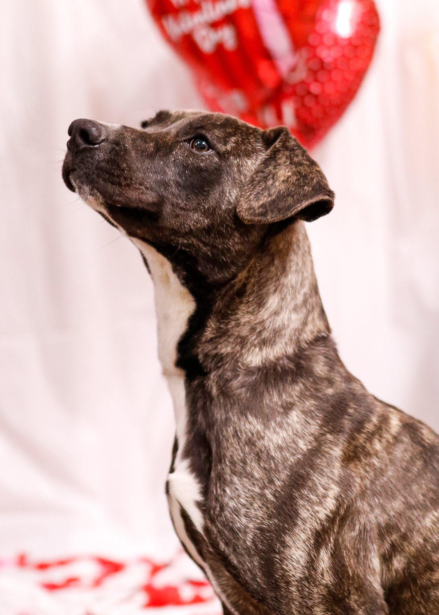 Enlarge Rex, a Adoptable mixed breed in Tahlequah, OK image 4/4