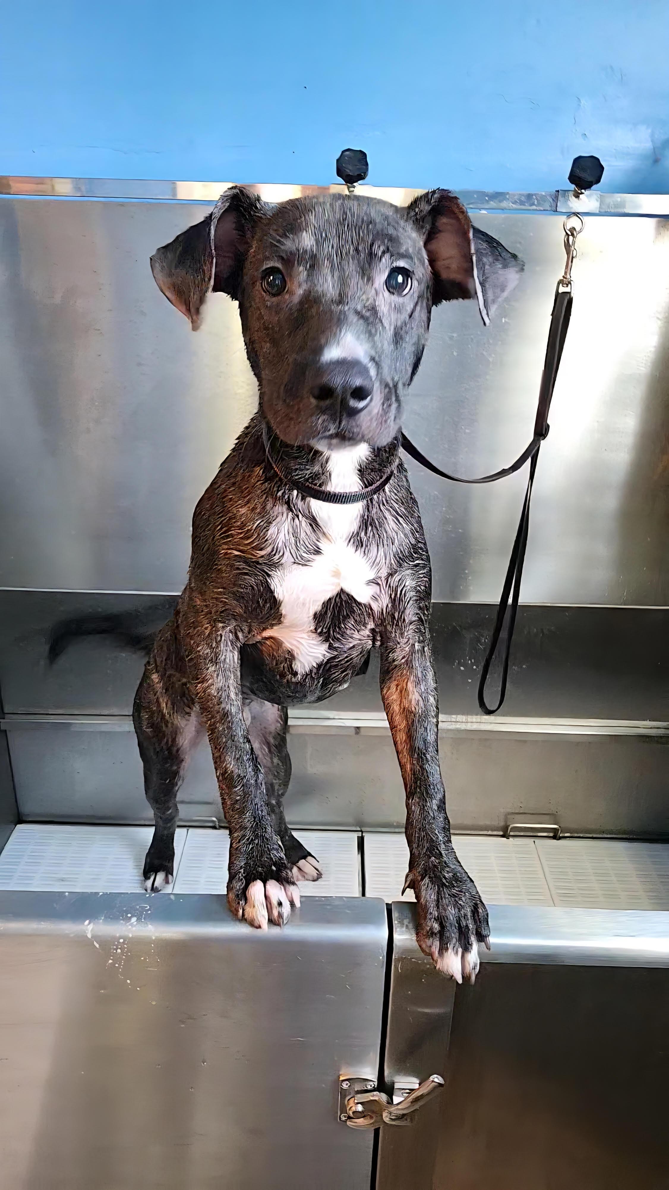 Rex, a Adoptable mixed breed in Tahlequah, OK image 2/3