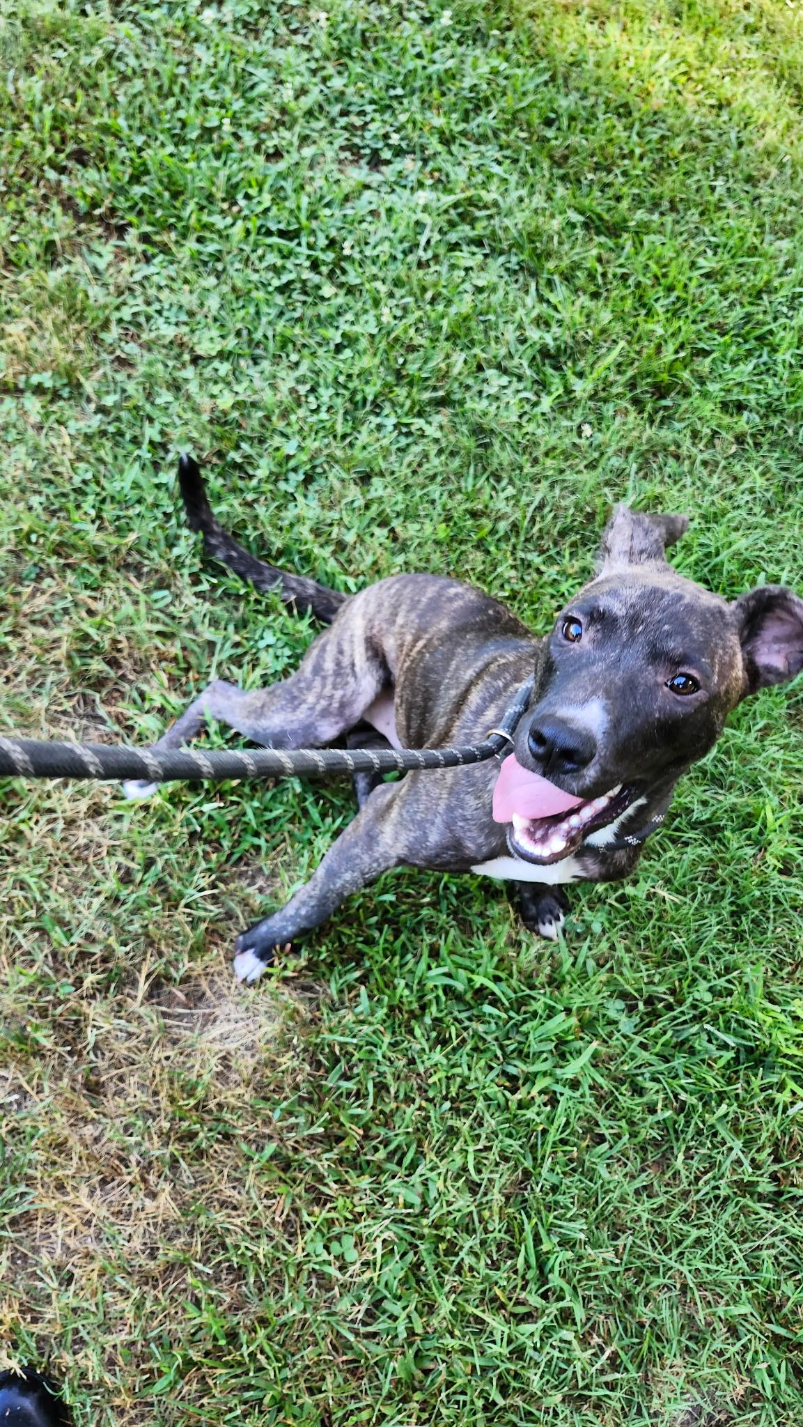 Rex, a Adoptable mixed breed in Tahlequah, OK image 3/3