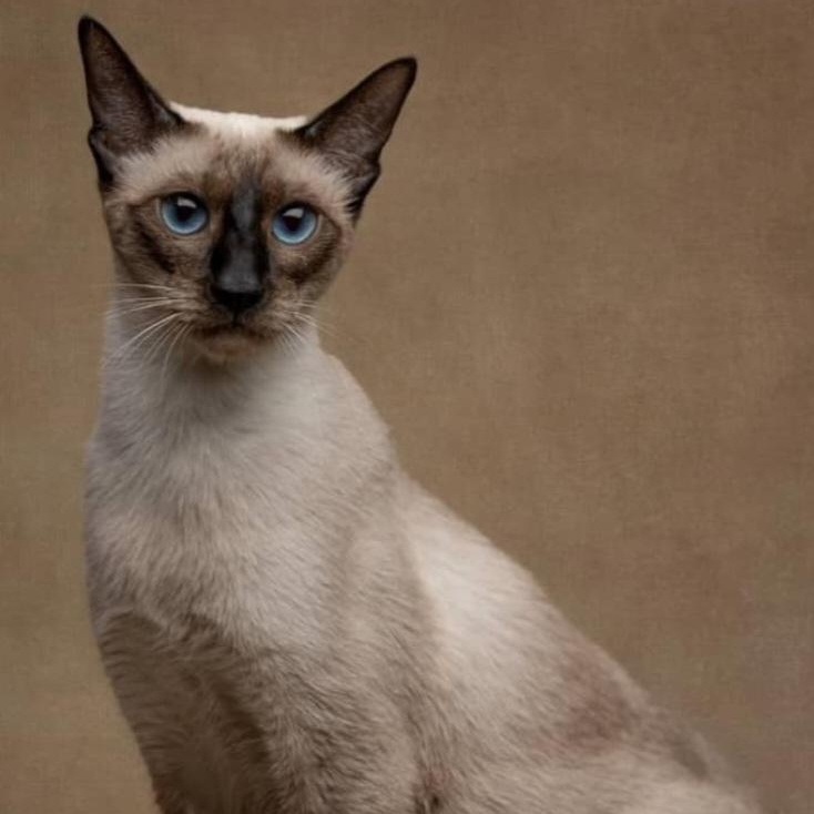 Mocha, Adopted, Young Female Siamese.