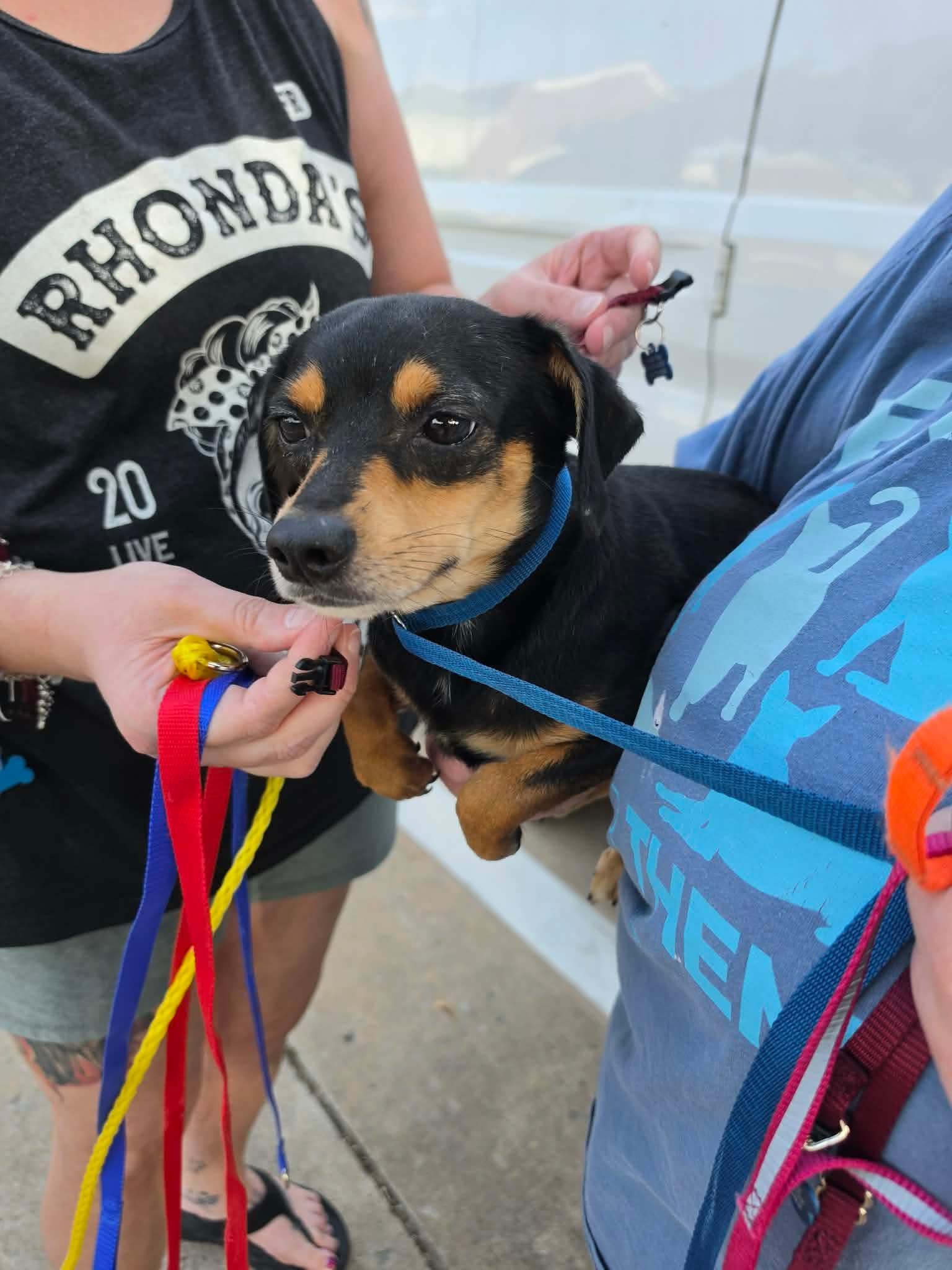 Enlarge Tips, a ADOPTABLE Chiweenie in Garland, TX image 2/6