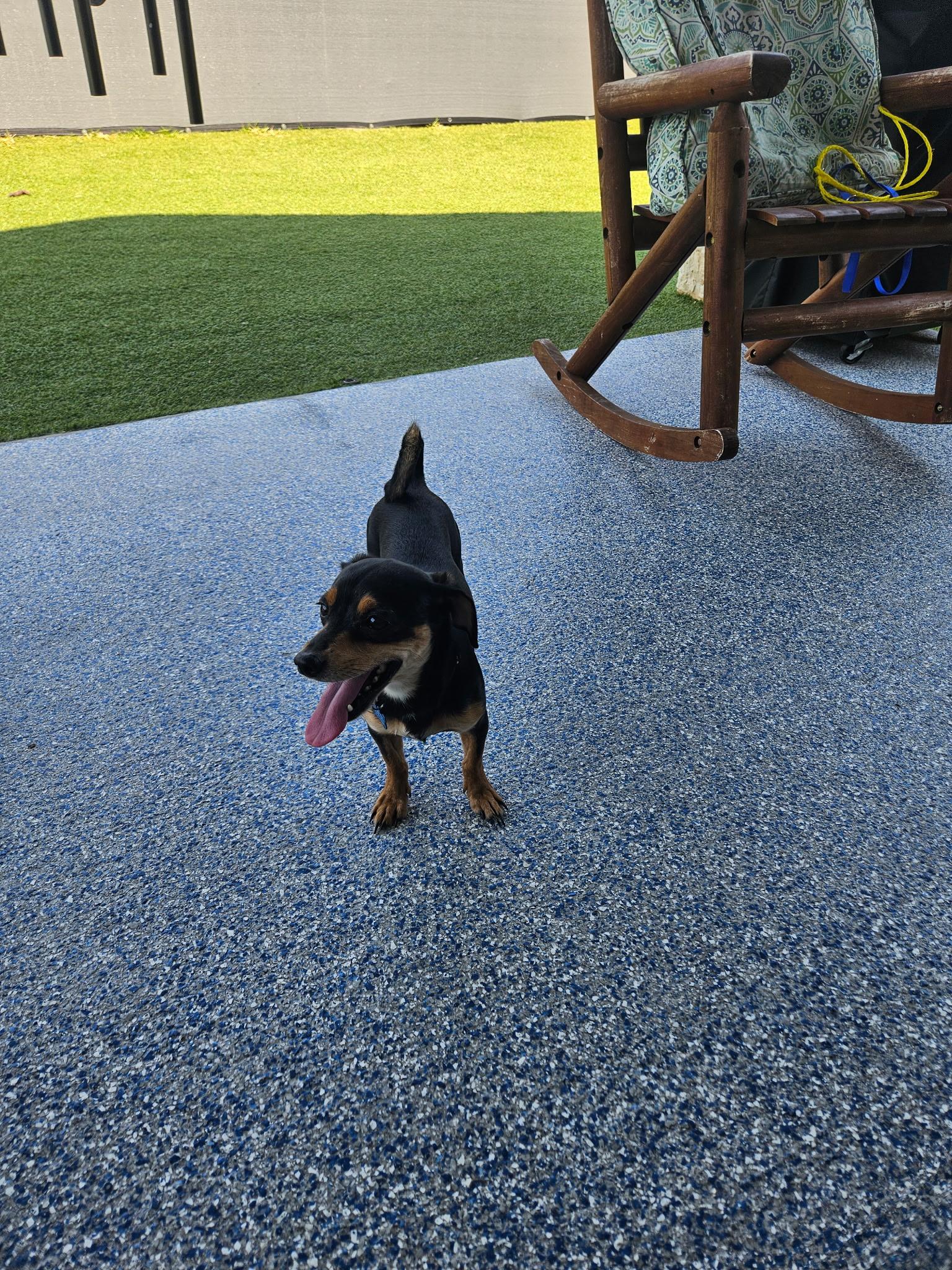 Tips, ADOPTABLE, Young Male Chiweenie.