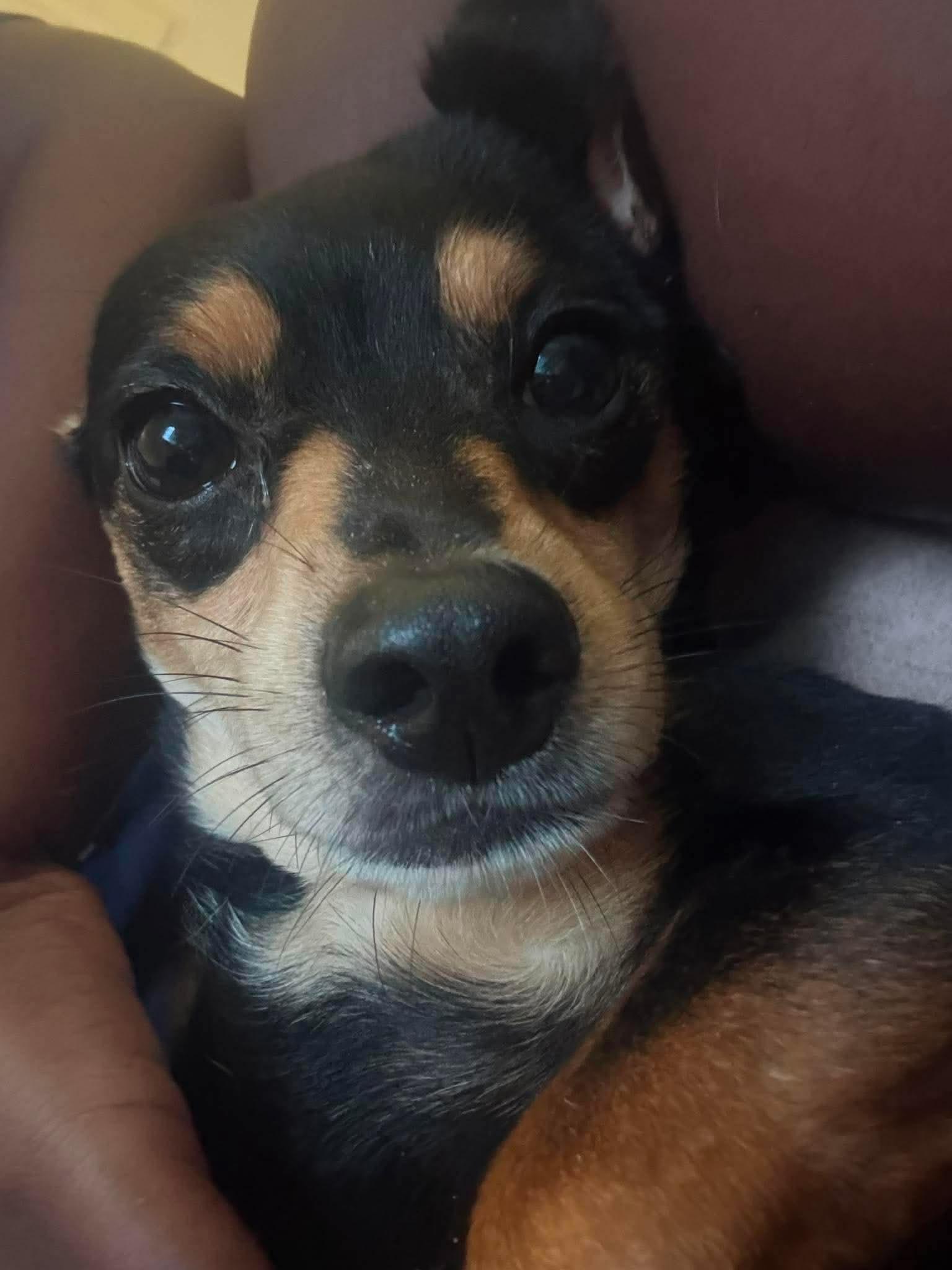 Enlarge Tips, a ADOPTABLE Chiweenie in Garland, TX image 3/6