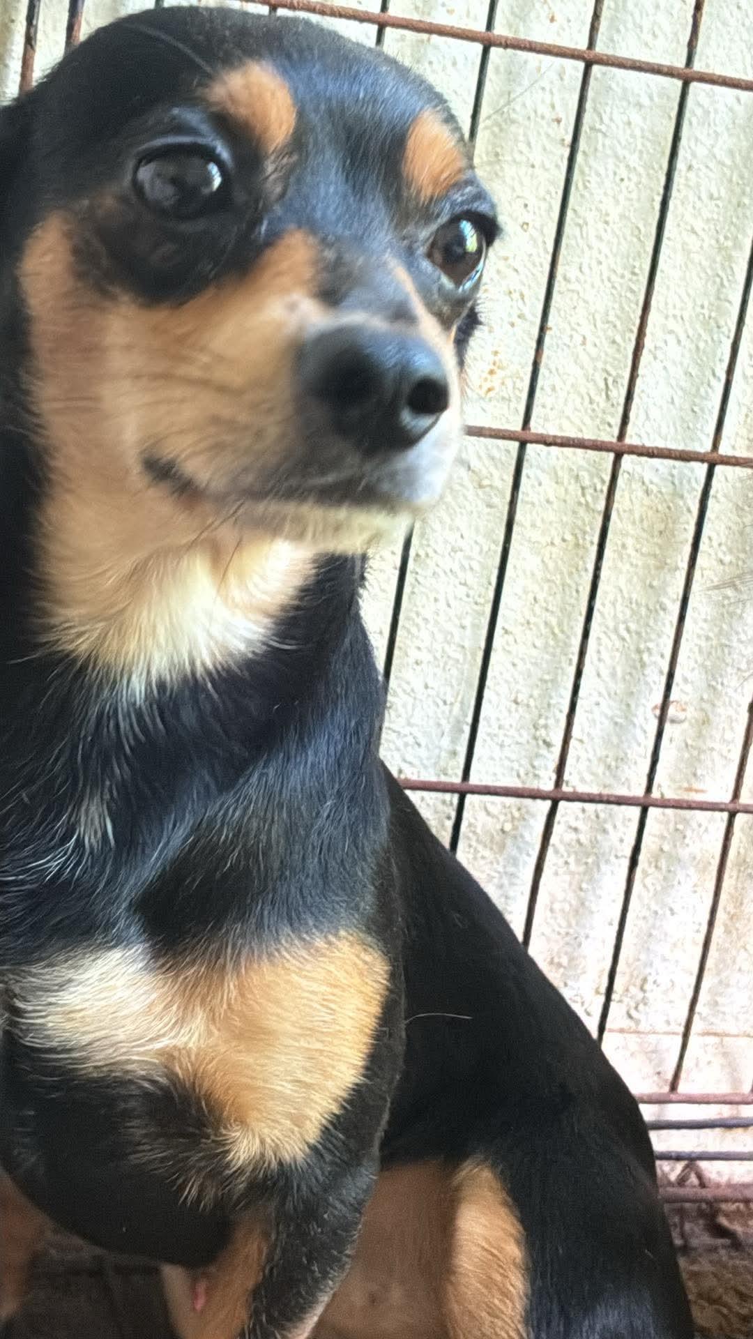 Enlarge Tips, a ADOPTABLE Chiweenie in Garland, TX image 4/6