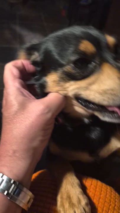 Enlarge Tips, a ADOPTABLE Chiweenie in Garland, TX video 6/6