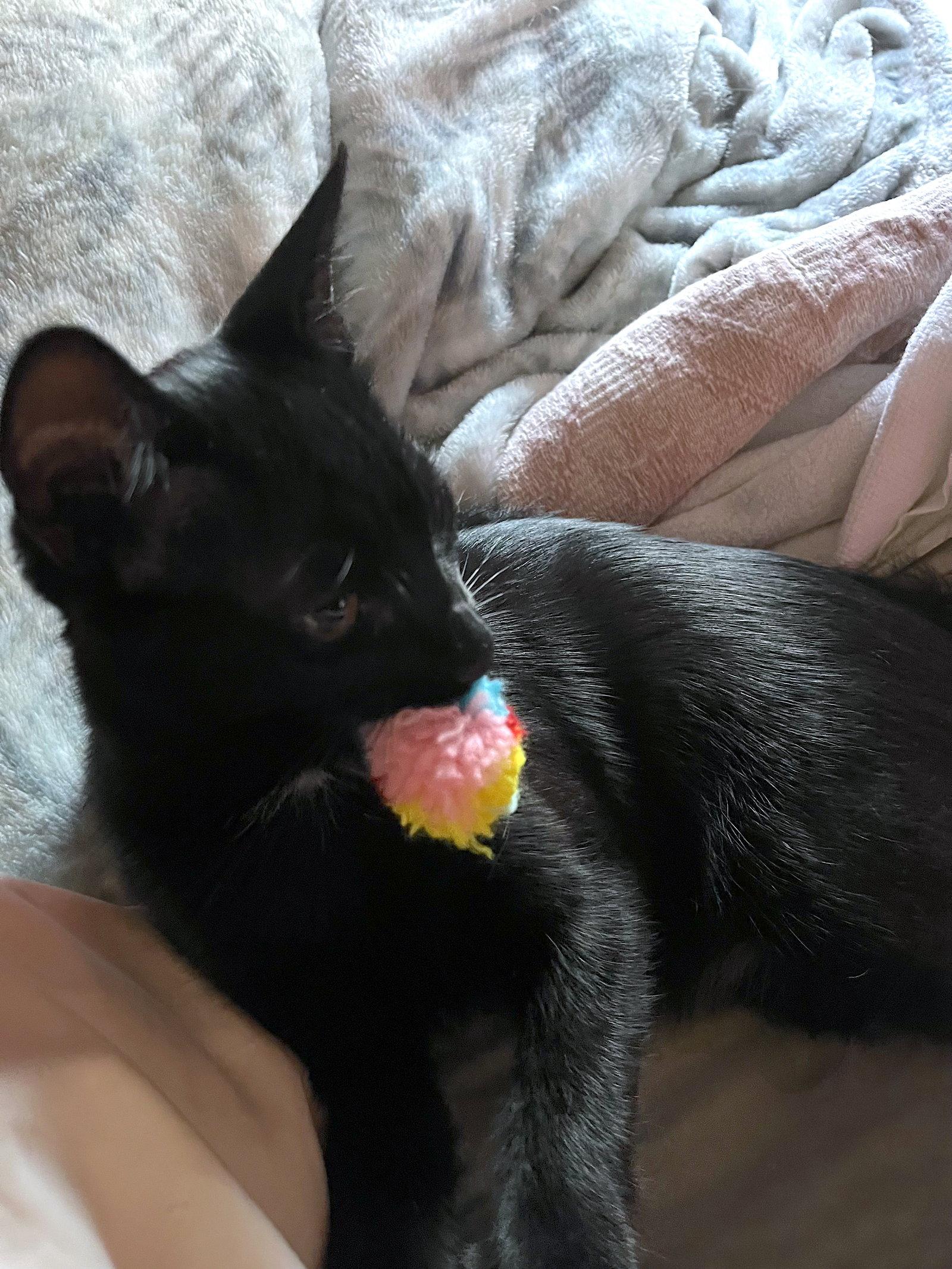 Enlarge ASTRO - Bonded with Star, a Adoptable Domestic Short Hair in Fremont, CA image 1/3