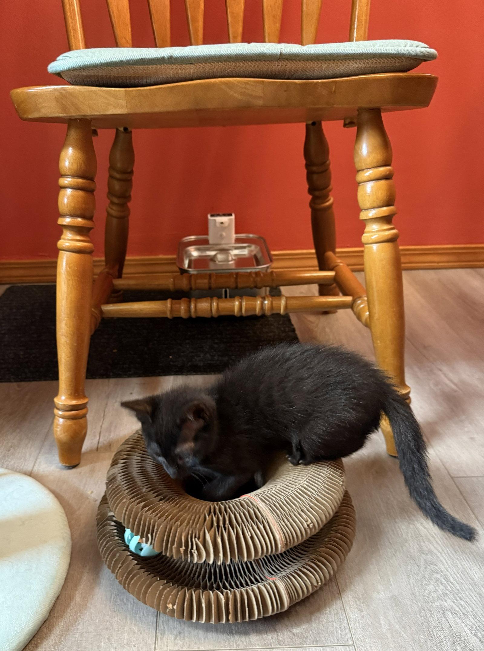 ASTRO - Bonded with Star, Adoptable, Kitten Male Domestic Short Hair.