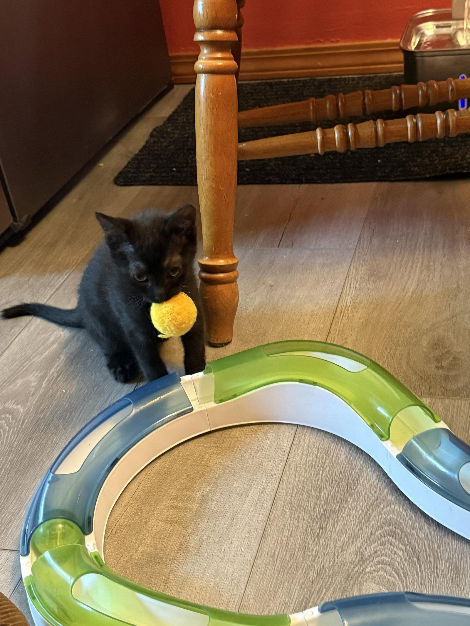 Enlarge ASTRO - Bonded with Star, a Adoptable Domestic Short Hair in Fremont, CA image 3/3