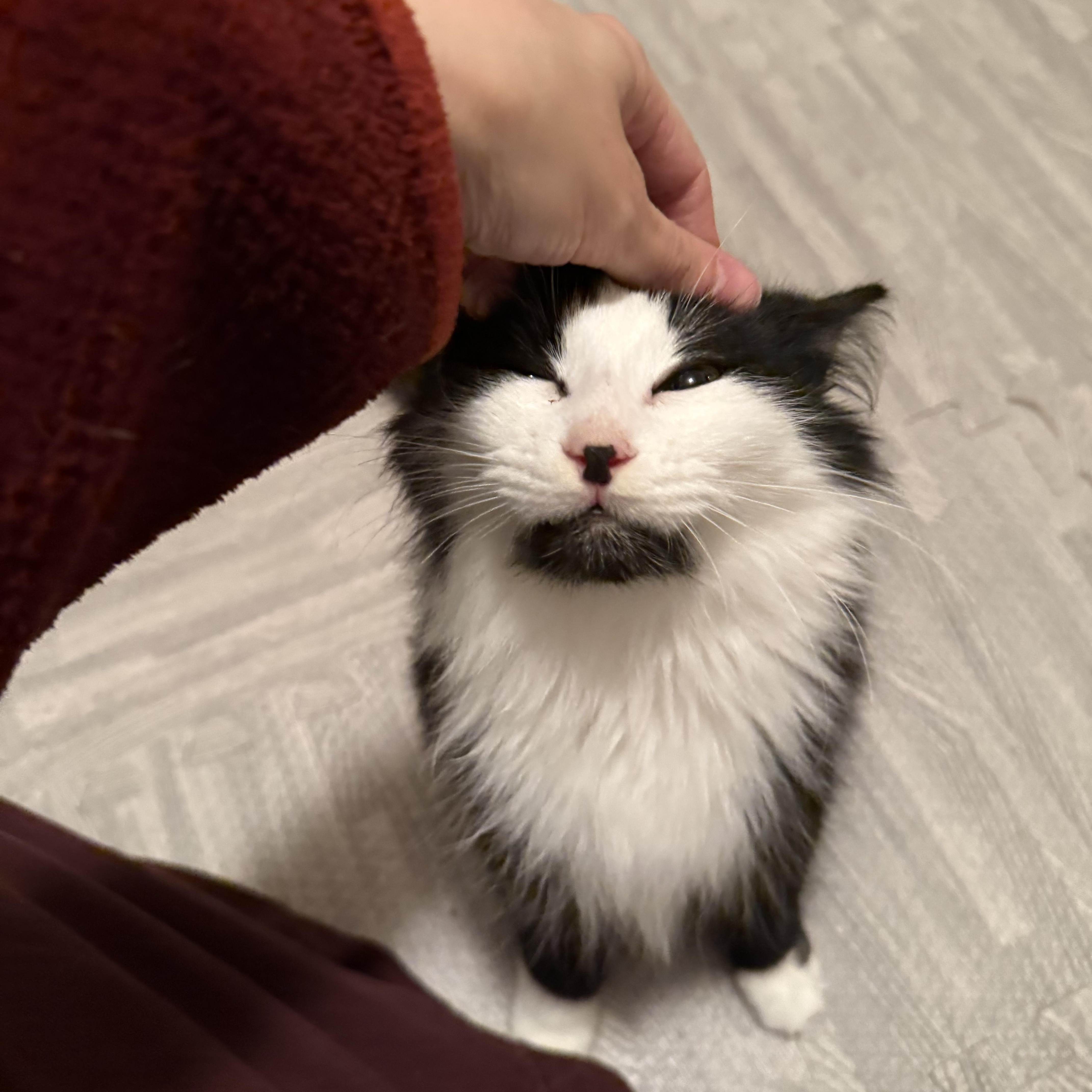 Enlarge Chance, an adopted Domestic Long Hair in Seneca, SC image 4/4
