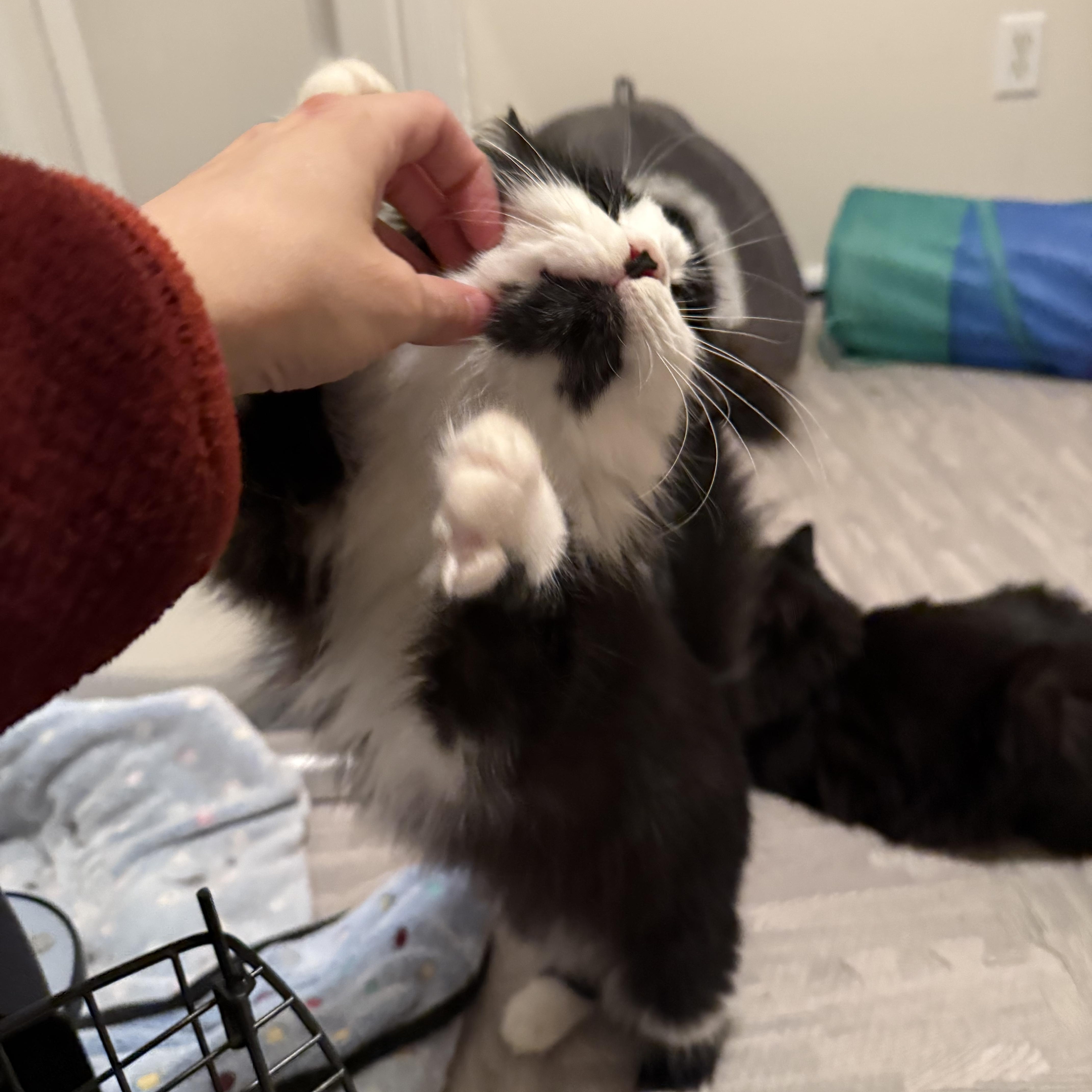 Enlarge Chance, an adopted Domestic Long Hair in Seneca, SC image 3/4