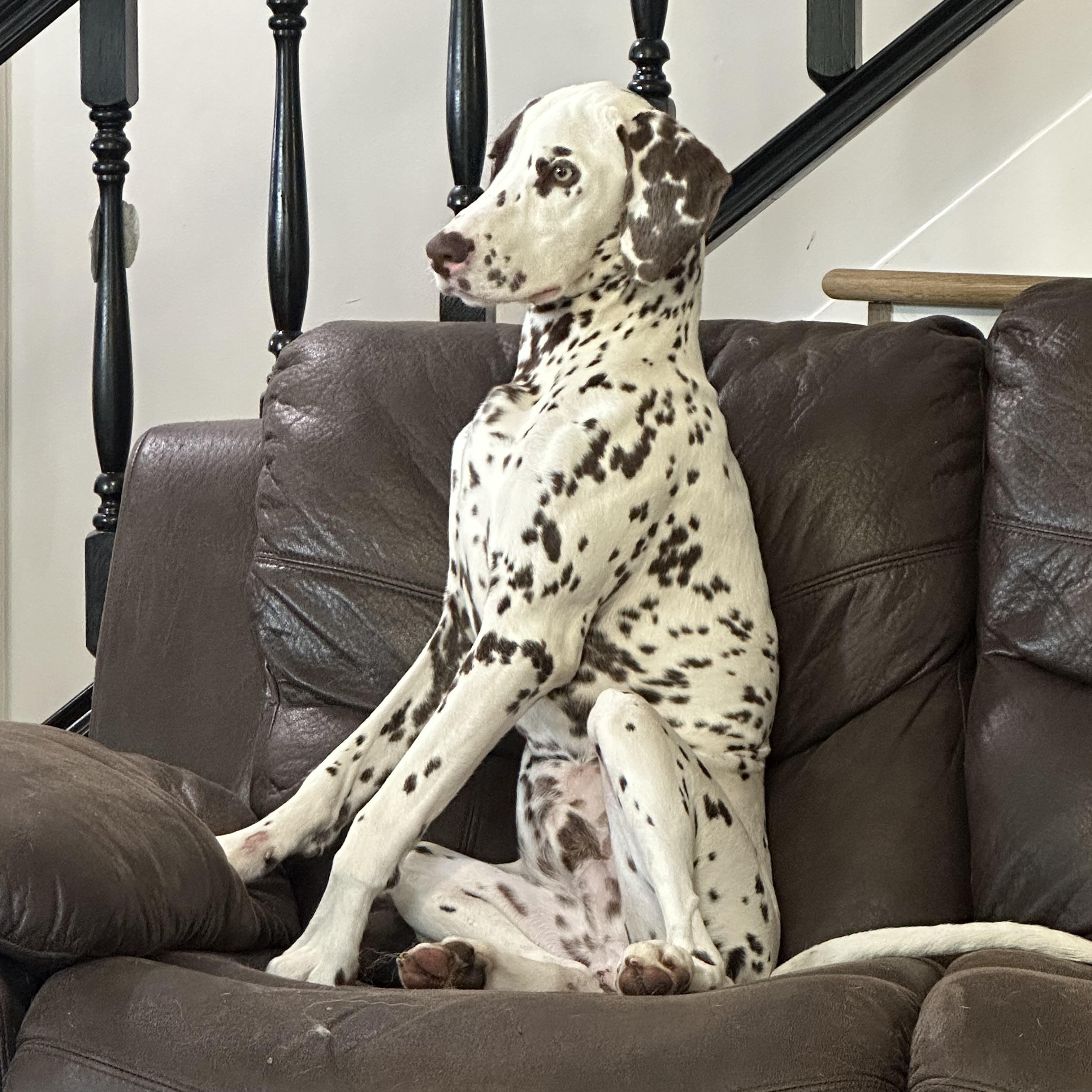 Patches, a Adoptable Dalmatian in Powell, TN image 3/4