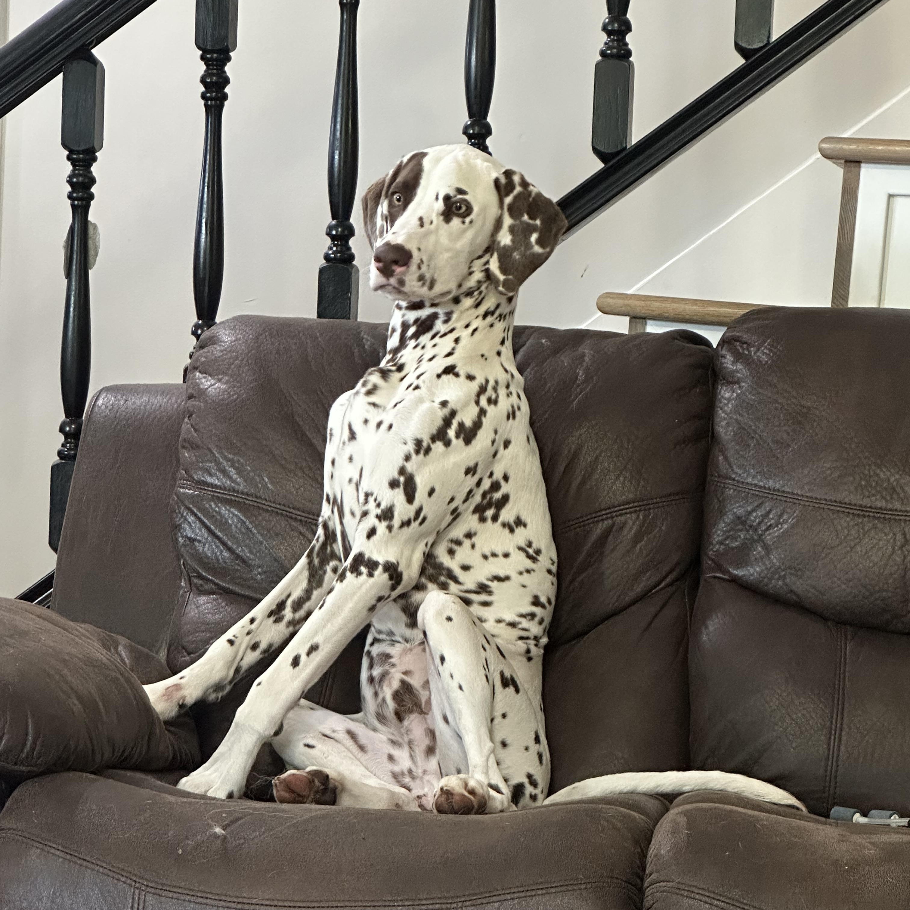 Patches, Adoptable, Young Male Dalmatian.