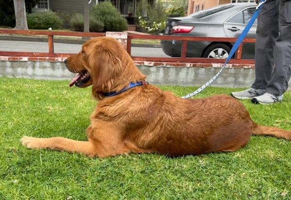 Enlarge Tessa, a ADOPTABLE Golden Retriever in Los Angeles, CA image 5/6