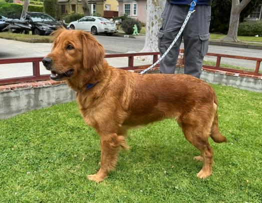Enlarge Tessa, a ADOPTABLE Golden Retriever in Los Angeles, CA image 6/6