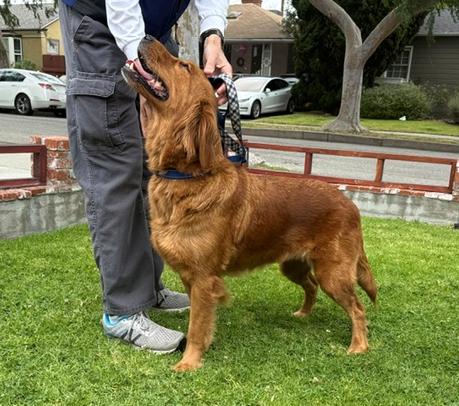 Enlarge Tessa, a ADOPTABLE Golden Retriever in Los Angeles, CA image 2/6