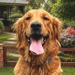 Tessa, ADOPTABLE, Young Female Golden Retriever.