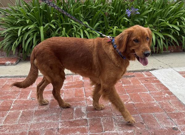 Enlarge Tessa, a ADOPTABLE Golden Retriever in Los Angeles, CA image 4/6