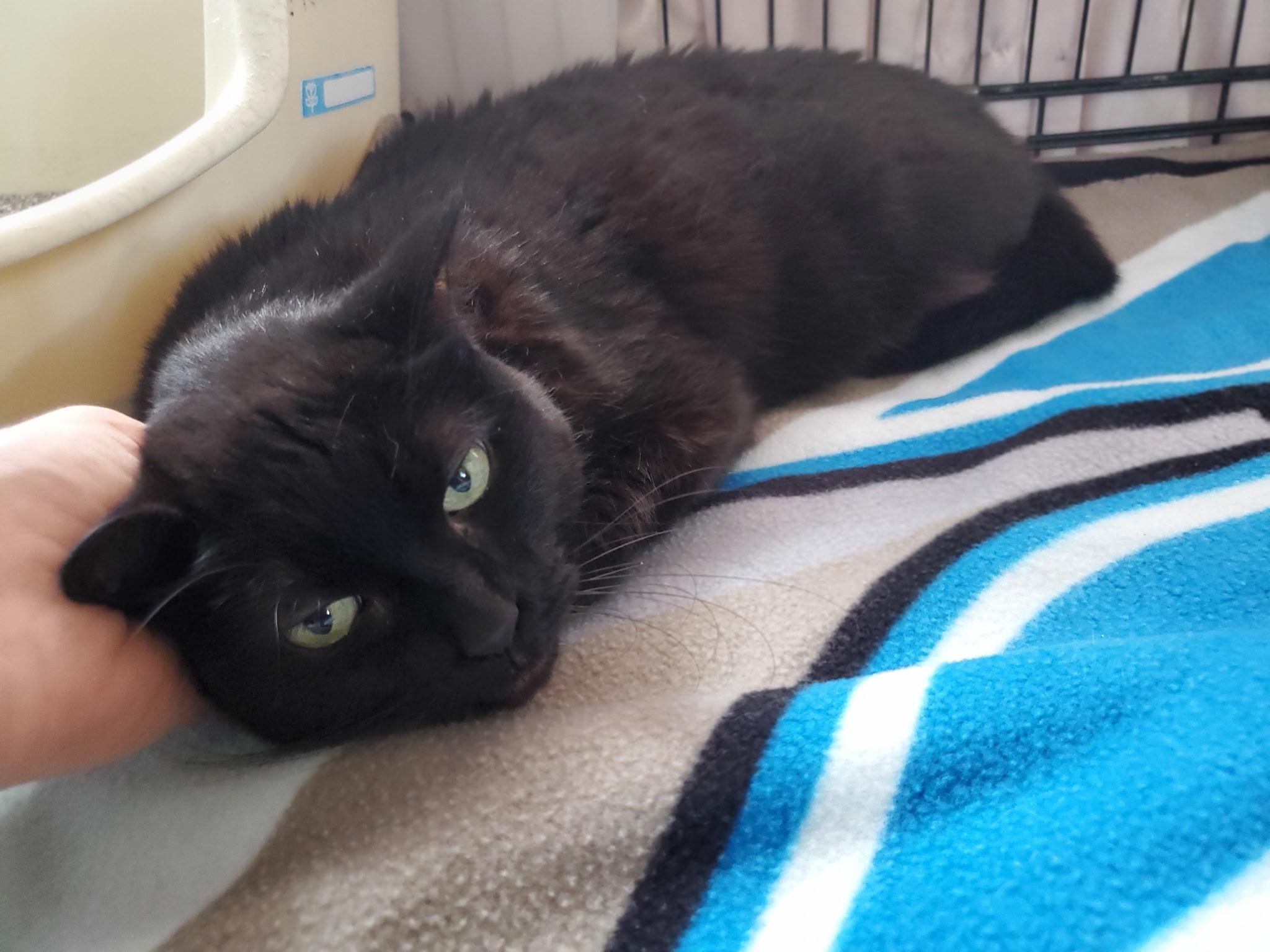 Enlarge Squeakers, an adoptable Domestic Short Hair in Waterdown, ON image 2/3
