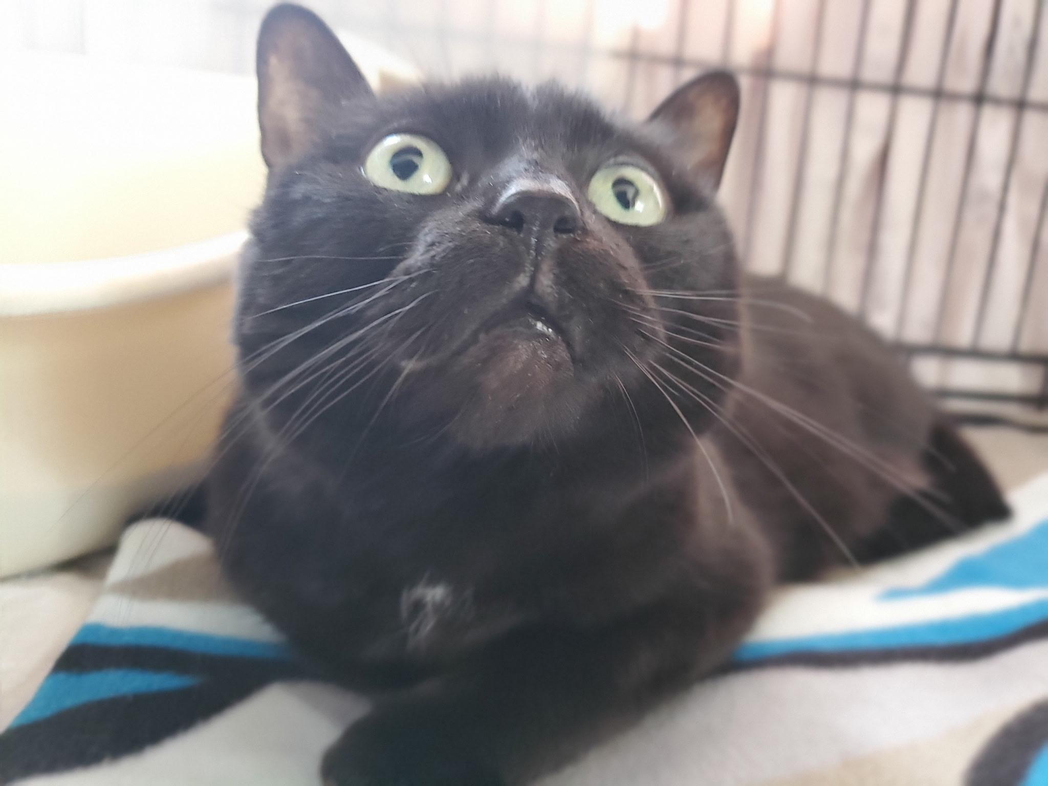 Enlarge Squeakers, an adoptable Domestic Short Hair in Waterdown, ON image 3/3