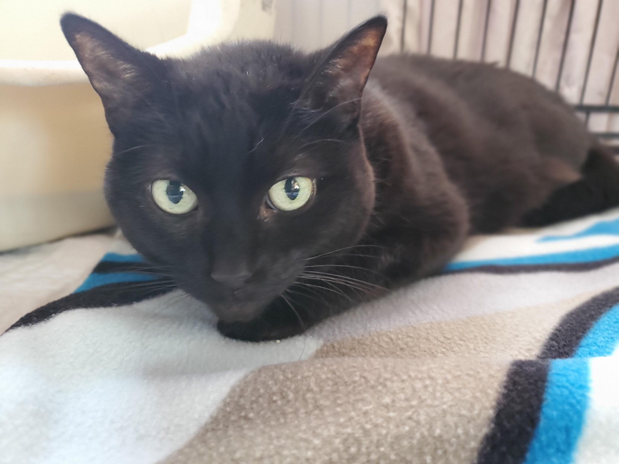 Enlarge Squeakers, an adoptable Domestic Short Hair in Waterdown, ON image 1/3