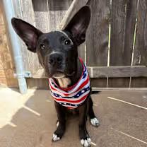 Enlarge Bentley, a Adoptable mixed breed in Wichita Falls, TX image 1/3