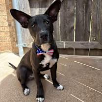 Enlarge Bentley, a Adoptable mixed breed in Wichita Falls, TX image 2/3