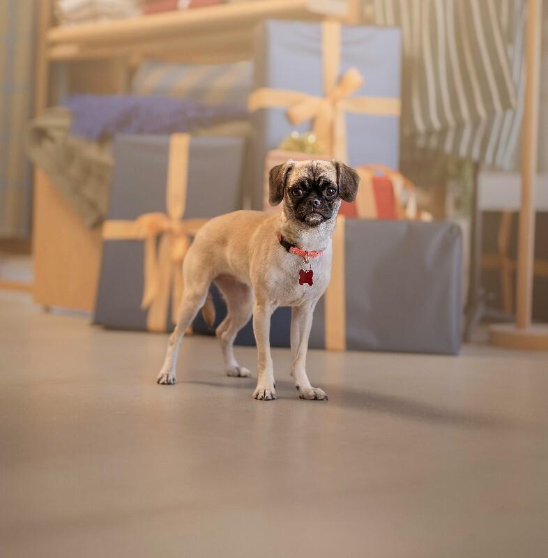 Penelope, Adoptable, Adult Female Mixed Breed.