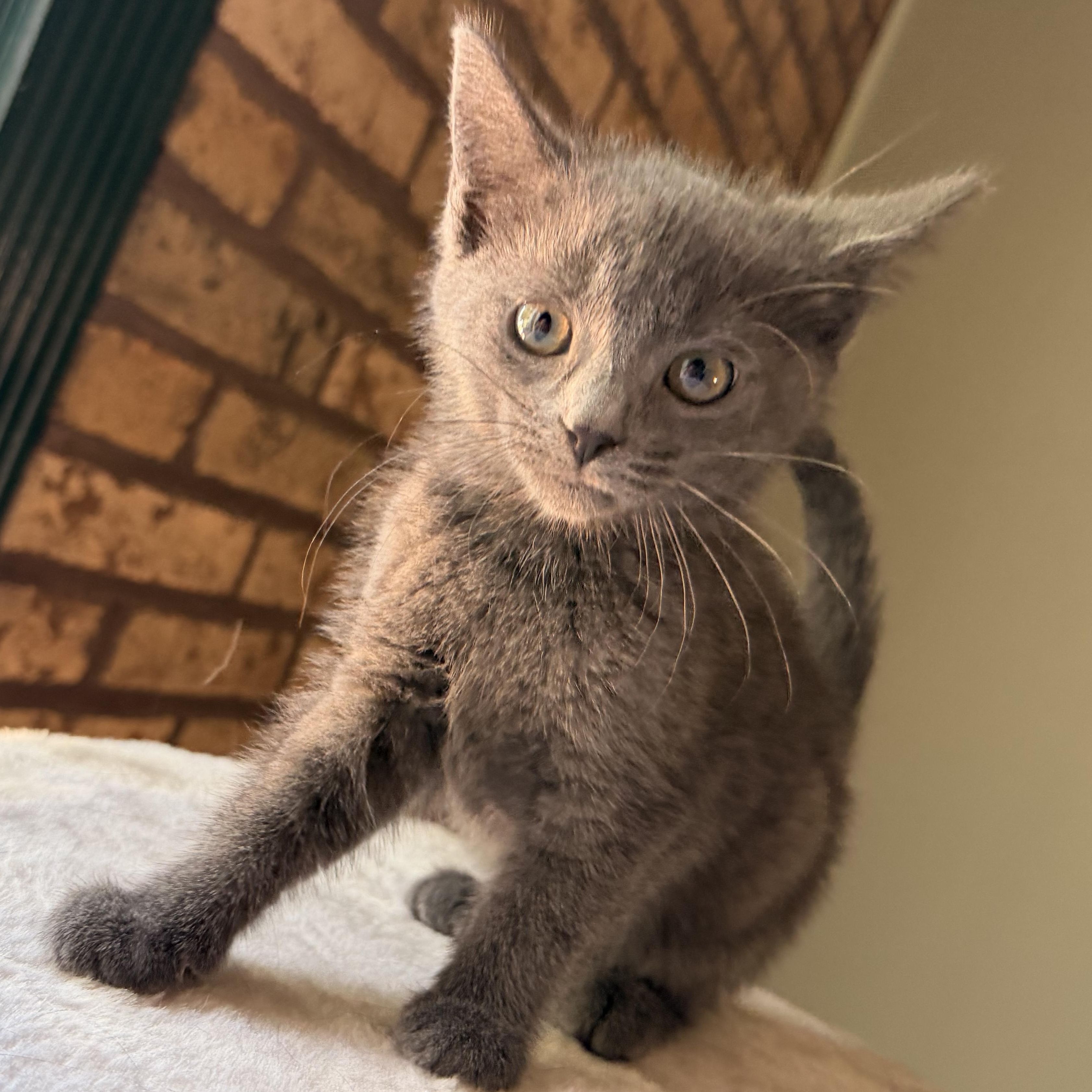 Buffy, adopted, Kitten Female Domestic Short Hair.