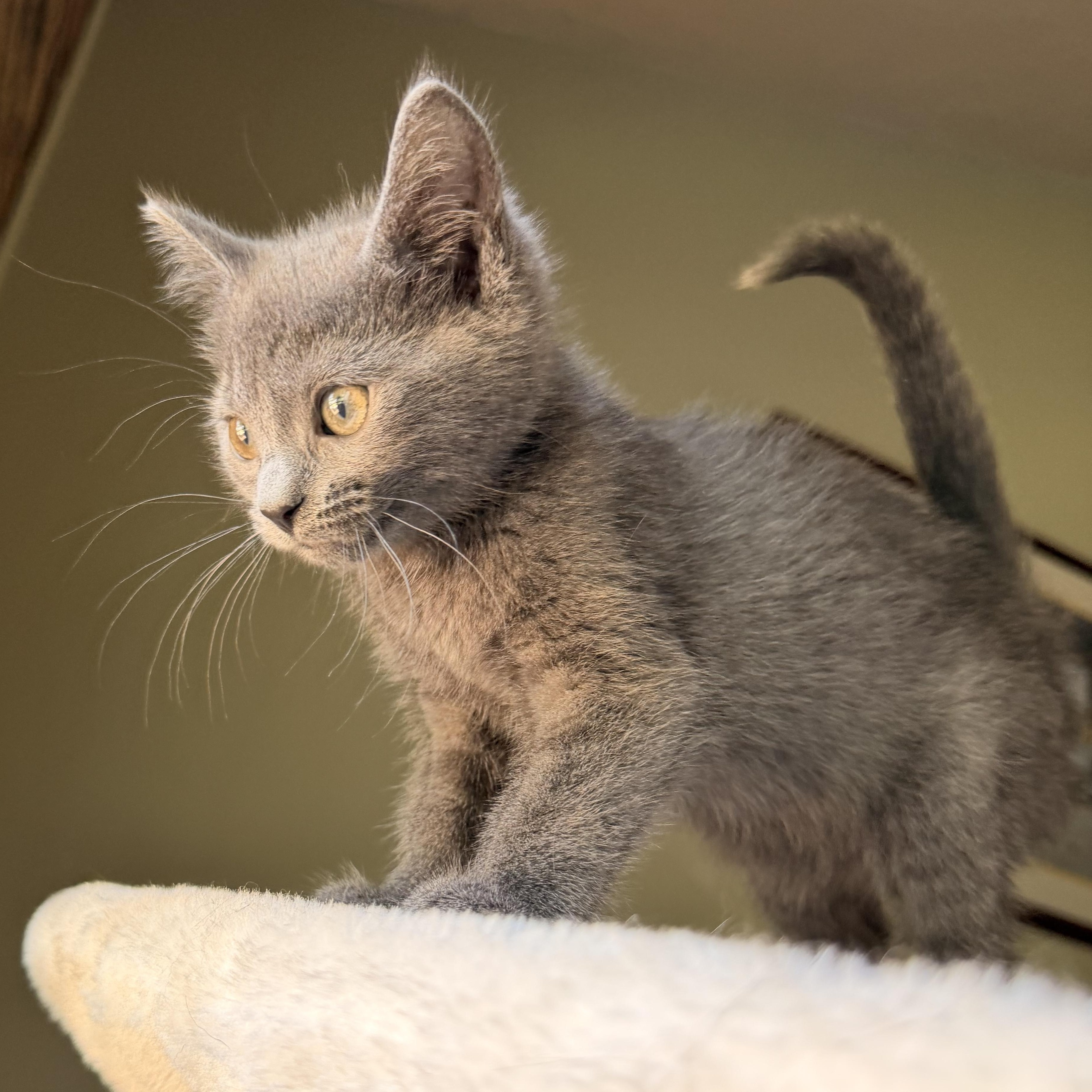 Enlarge Buffy, an adopted Domestic Short Hair in Scranton, PA image 2/6