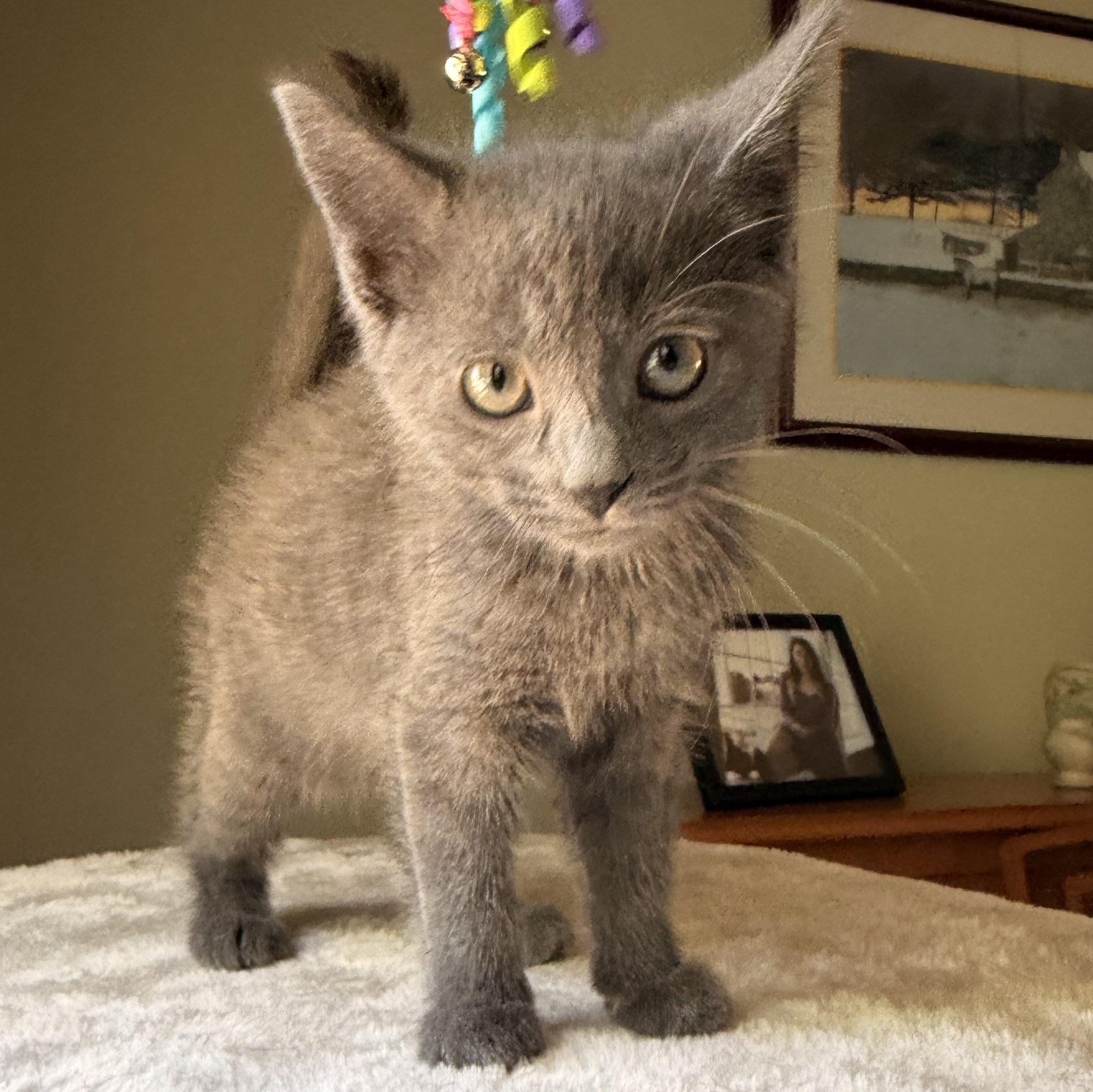 Enlarge Buffy, an adopted Domestic Short Hair in Scranton, PA image 3/6