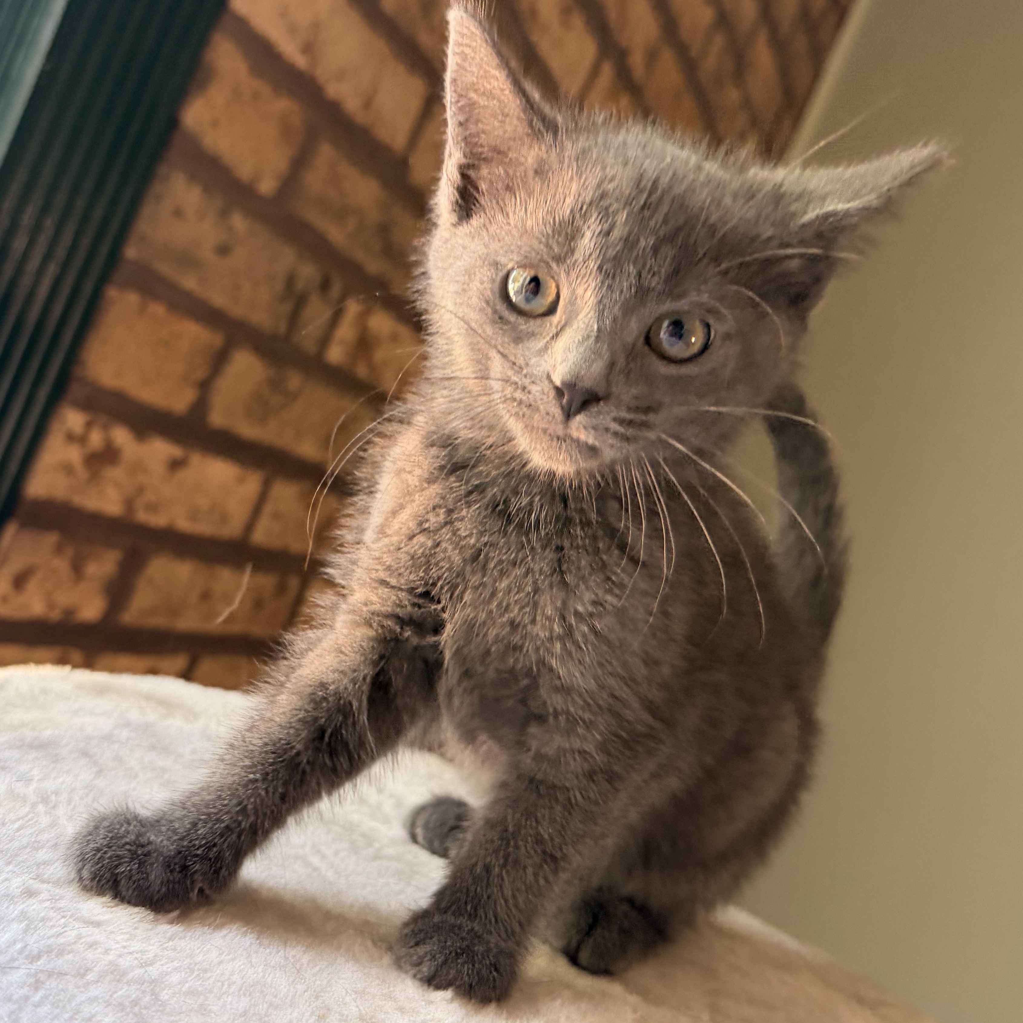Enlarge Buffy, an adopted Domestic Short Hair in Scranton, PA image 6/6